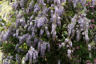 Çiçek açan mor salkımcık çiçekleri ve evin duvarında genç bahar yeşil yaprakları, yakın plan..