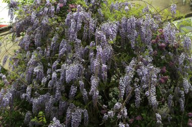 Çiçek açan mor salkımcık çiçekleri ve evin duvarında genç bahar yeşil yaprakları, yakın plan..