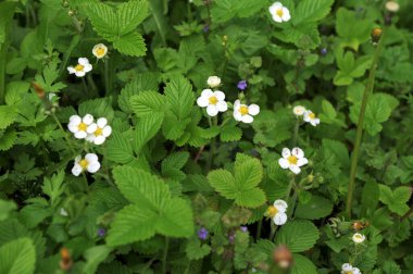 Çilek (fragaria vesca) çiçekli Macro shot 'ı.