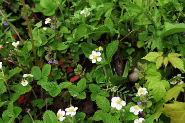 Çilek (fragaria vesca) çiçekli Macro shot 'ı.