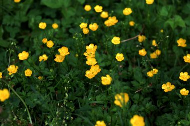 Ranunculus Tövbe 'ye yakın çekim, sürünen düğün çiçeği, Ranunculaceae ailesinin çiçekli bir bitkisidir.