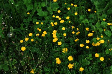Ranunculus Tövbe 'ye yakın çekim, sürünen düğün çiçeği, Ranunculaceae ailesinin çiçekli bir bitkisidir.