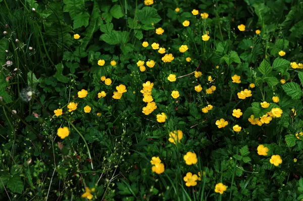 Ranunculus Tövbe 'ye yakın çekim, sürünen düğün çiçeği, Ranunculaceae ailesinin çiçekli bir bitkisidir.