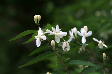Beyaz çiçekleri yakın plan. Beyaz hanımeli çiçeklerini kapayın. Vahşi çalı Lonicera tatarica.