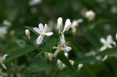 Beyaz çiçekleri yakın plan. Beyaz hanımeli çiçeklerini kapayın. Vahşi çalı Lonicera tatarica.