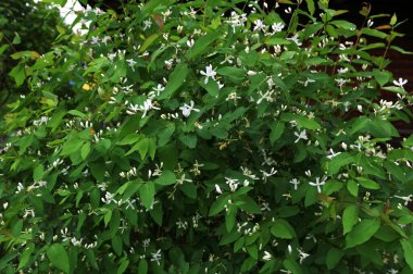 Beyaz çiçekleri yakın plan. Beyaz hanımeli çiçeklerini kapayın. Vahşi çalı Lonicera tatarica.