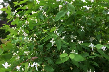 Beyaz çiçekleri yakın plan. Beyaz hanımeli çiçeklerini kapayın. Vahşi çalı Lonicera tatarica.