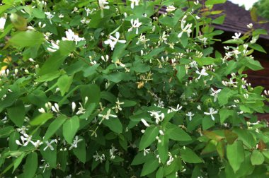 Beyaz çiçekleri yakın plan. Beyaz hanımeli çiçeklerini kapayın. Vahşi çalı Lonicera tatarica.