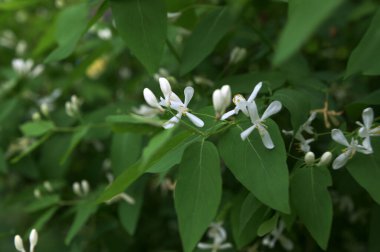 Beyaz çiçekleri yakın plan. Beyaz hanımeli çiçeklerini kapayın. Vahşi çalı Lonicera tatarica.