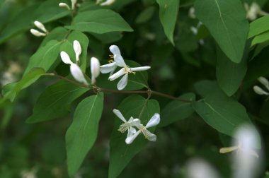 Beyaz çiçekleri yakın plan. Beyaz hanımeli çiçeklerini kapayın. Vahşi çalı Lonicera tatarica.