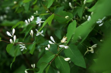 Beyaz çiçekleri yakın plan. Beyaz hanımeli çiçeklerini kapayın. Vahşi çalı Lonicera tatarica.