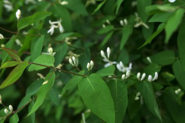 Beyaz çiçekleri yakın plan. Beyaz hanımeli çiçeklerini kapayın. Vahşi çalı Lonicera tatarica.