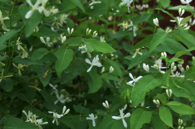 Beyaz çiçekleri yakın plan. Beyaz hanımeli çiçeklerini kapayın. Vahşi çalı Lonicera tatarica.