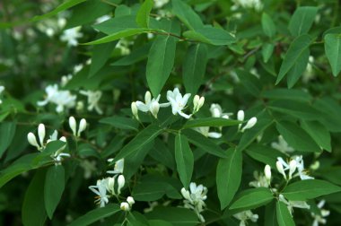 Beyaz çiçekleri yakın plan. Beyaz hanımeli çiçeklerini kapayın. Vahşi çalı Lonicera tatarica.