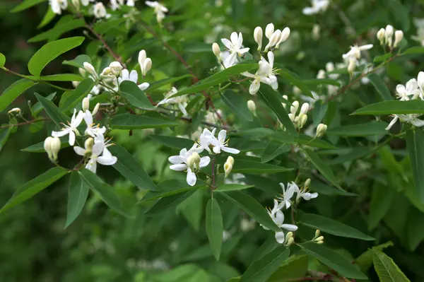 Beyaz çiçekleri yakın plan. Beyaz hanımeli çiçeklerini kapayın. Vahşi çalı Lonicera tatarica.