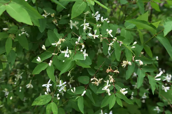 Beyaz çiçekleri yakın plan. Beyaz hanımeli çiçeklerini kapayın. Vahşi çalı Lonicera tatarica.