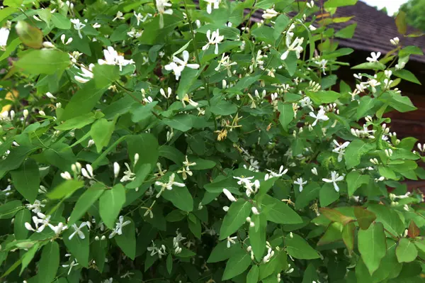 Beyaz çiçekleri yakın plan. Beyaz hanımeli çiçeklerini kapayın. Vahşi çalı Lonicera tatarica.