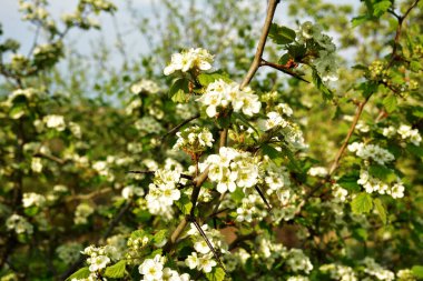 Ak Şahin Dikeni - Crataegus çalısı, hızlı diken, dikenli, mayıs ağacı, beyaz diken ya da açmakta olan şahin üzümü
