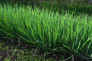 Tarımsal tarlada sıra sıra taze soğan. Kırsaldaki bahçede yeşil soğan yakın plan.