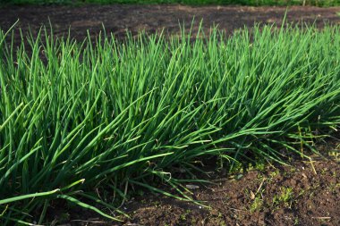 Tarımsal tarlada sıra sıra taze soğan. Kırsaldaki bahçede yeşil soğan yakın plan.