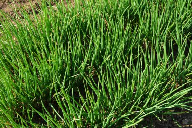 Tarımsal tarlada sıra sıra taze soğan. Kırsaldaki bahçede yeşil soğan yakın plan.