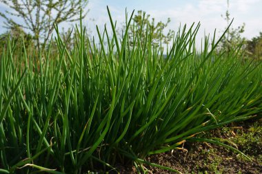 Tarımsal tarlada sıra sıra taze soğan. Kırsaldaki bahçede yeşil soğan yakın plan.