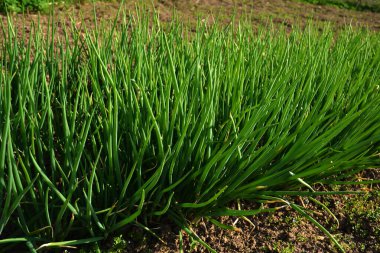 Tarımsal tarlada sıra sıra taze soğan. Kırsaldaki bahçede yeşil soğan yakın plan.