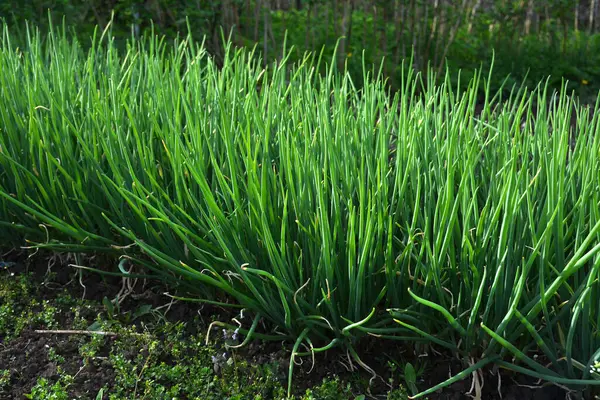 Tarımsal tarlada sıra sıra taze soğan. Kırsaldaki bahçede yeşil soğan yakın plan.
