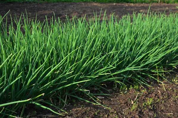 Tarımsal tarlada sıra sıra taze soğan. Kırsaldaki bahçede yeşil soğan yakın plan.