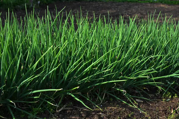 Tarımsal tarlada sıra sıra taze soğan. Kırsaldaki bahçede yeşil soğan yakın plan.