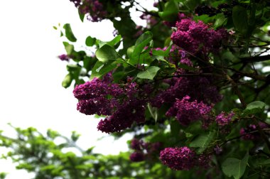 Lila. Leylaklar, syringa veya şırınga. Yeşil yaprakları ile renkli mor leylak çiçekleri. Çiçek deseni. Leylak arka plan dokusu. Leylak duvar kağıdı