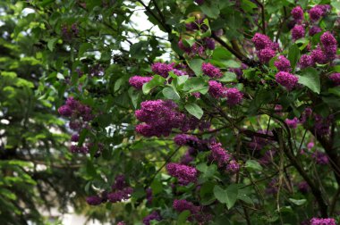 Lila. Leylaklar, syringa veya şırınga. Yeşil yaprakları ile renkli mor leylak çiçekleri. Çiçek deseni. Leylak arka plan dokusu. Leylak duvar kağıdı