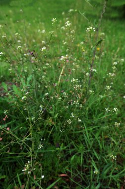 Yabani bitki çoban çantası, çim capsella bursa papazı. Halk tıbbında kullanılan çiçekli bitki.