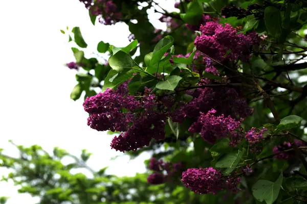 Lila. Leylaklar, syringa veya şırınga. Yeşil yaprakları ile renkli mor leylak çiçekleri. Çiçek deseni. Leylak arka plan dokusu. Leylak duvar kağıdı