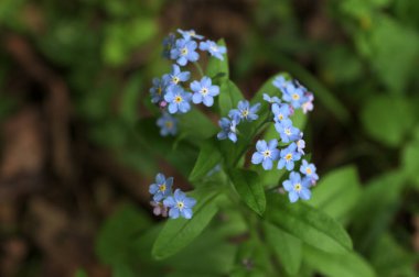 Gerçek unutma-beni-unutma 'nın mavi çiçekleri (Myosotis scorpioides). Mavi gözlü Mary bahar çiçeği makro Omphalodes verna.