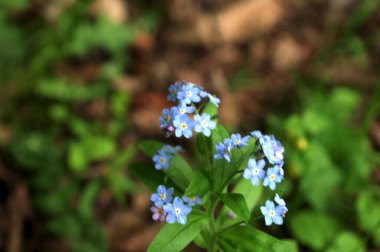 Gerçek unutma-beni-unutma 'nın mavi çiçekleri (Myosotis scorpioides). Mavi gözlü Mary bahar çiçeği makro Omphalodes verna.