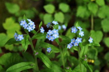 Gerçek unutma-beni-unutma 'nın mavi çiçekleri (Myosotis scorpioides). Mavi gözlü Mary bahar çiçeği makro Omphalodes verna.