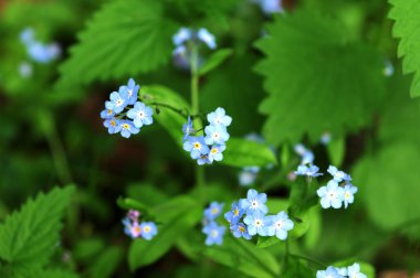 Gerçek unutma-beni-unutma 'nın mavi çiçekleri (Myosotis scorpioides). Mavi gözlü Mary bahar çiçeği makro Omphalodes verna.