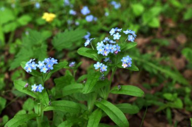 Gerçek unutma-beni-unutma 'nın mavi çiçekleri (Myosotis scorpioides). Mavi gözlü Mary bahar çiçeği makro Omphalodes verna.