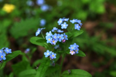 Gerçek unutma-beni-unutma 'nın mavi çiçekleri (Myosotis scorpioides). Mavi gözlü Mary bahar çiçeği makro Omphalodes verna.