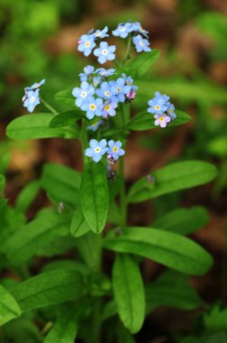 Gerçek unutma-beni-unutma 'nın mavi çiçekleri (Myosotis scorpioides). Mavi gözlü Mary bahar çiçeği makro Omphalodes verna.