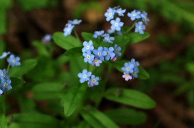 Gerçek unutma-beni-unutma 'nın mavi çiçekleri (Myosotis scorpioides). Mavi gözlü Mary bahar çiçeği makro Omphalodes verna.