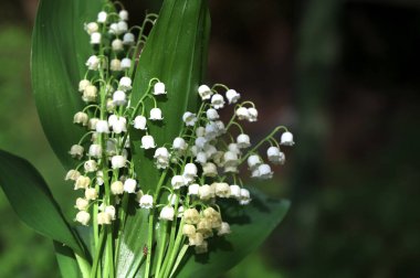 Vadideki zambak demetleri. Güzel bahar çiçekleri. Vadinin zambaklarıyla dolu buketi. Güzel bahar çiçekleri.