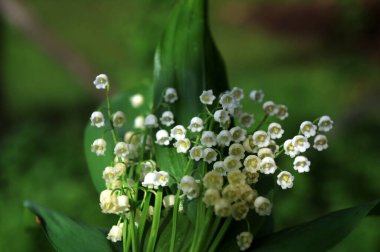 Vadideki zambak demetleri. Güzel bahar çiçekleri. Vadinin zambaklarıyla dolu buketi. Güzel bahar çiçekleri.