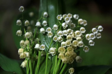 Vadideki zambak demetleri. Güzel bahar çiçekleri. Vadinin zambaklarıyla dolu buketi. Güzel bahar çiçekleri.
