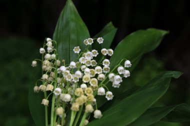 Vadideki zambak demetleri. Güzel bahar çiçekleri. Vadinin zambaklarıyla dolu buketi. Güzel bahar çiçekleri.