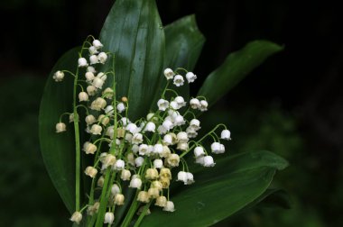 Vadideki zambak demetleri. Güzel bahar çiçekleri. Vadinin zambaklarıyla dolu buketi. Güzel bahar çiçekleri.