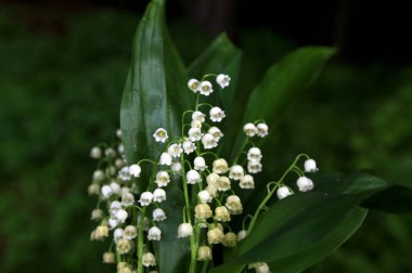 Vadideki zambak demetleri. Güzel bahar çiçekleri. Vadinin zambaklarıyla dolu buketi. Güzel bahar çiçekleri.