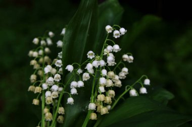 Vadideki zambak demetleri. Güzel bahar çiçekleri. Vadinin zambaklarıyla dolu buketi. Güzel bahar çiçekleri.