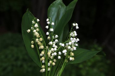 Vadideki zambak demetleri. Güzel bahar çiçekleri. Vadinin zambaklarıyla dolu buketi. Güzel bahar çiçekleri.